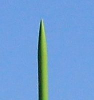 Feb. 3 Launch – GO!